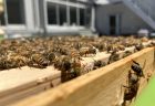 Urban Bee Club　～第72回学友会総会 サークルインタビュー～