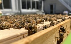 Urban Bee Club　～第72回学友会総会 サークルインタビュー～