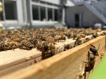 Urban Bee Club　～第72回学友会総会 サークルインタビュー～