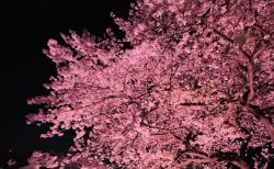 こちら新入生歓迎実行委員会